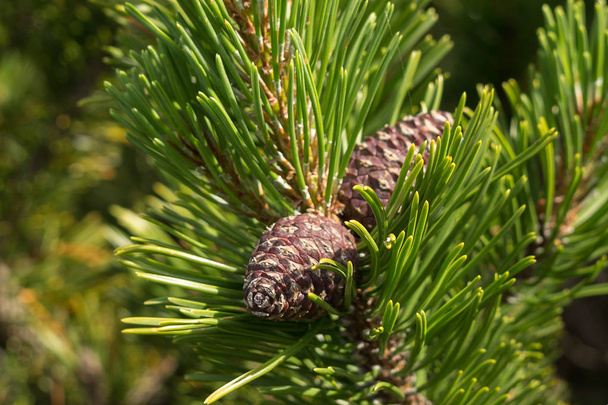 Pine cones close up between needles.  - Foto, Bild