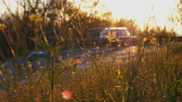 Ön planda yabani çim ve arka planda park edilmiş araba ile Sunset yaz sahnesi - Video, Çekim