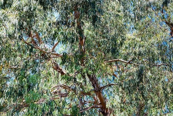 Blick auf den Eukalyptusbaum vor blauem Himmel - Foto, Bild