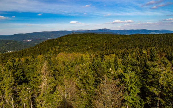 青空の下の日当たりの良い森の高い眺め - 写真・画像