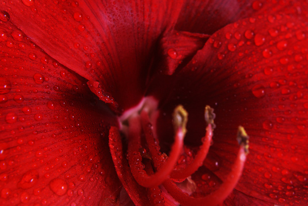 rote Amaryllis-Blüte - Foto, Bild