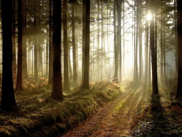 caminho da floresta ao pôr do sol
 - Foto, Imagem