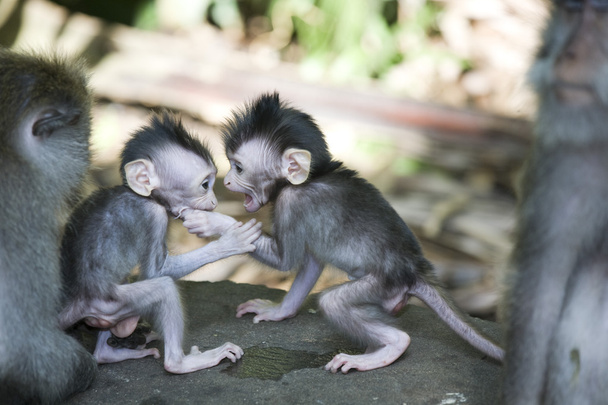 Mono bebé balinés con matón
 - Foto, imagen