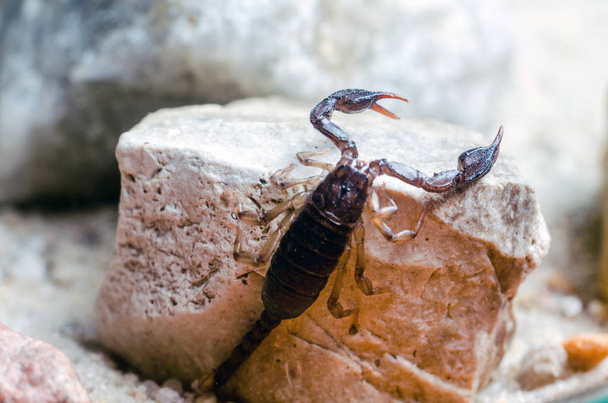 Scorpion sitting on a stone close up - Photo, Image