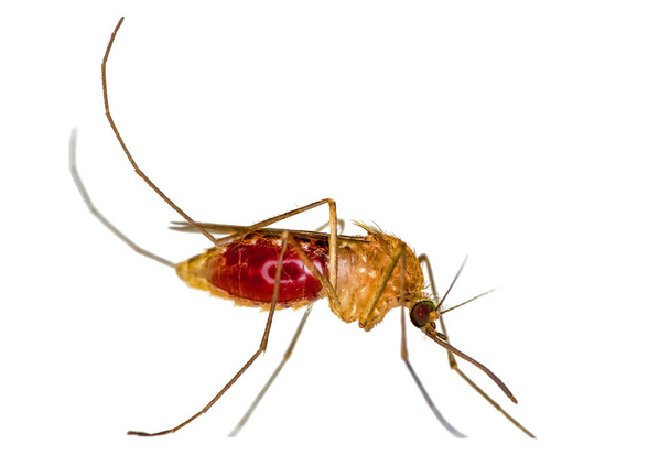 Szúnyog fehér szúnyogháló, hálózat.Szúnyog betegség hordozója a malária, Zica vírus, láz. - Fotó, kép