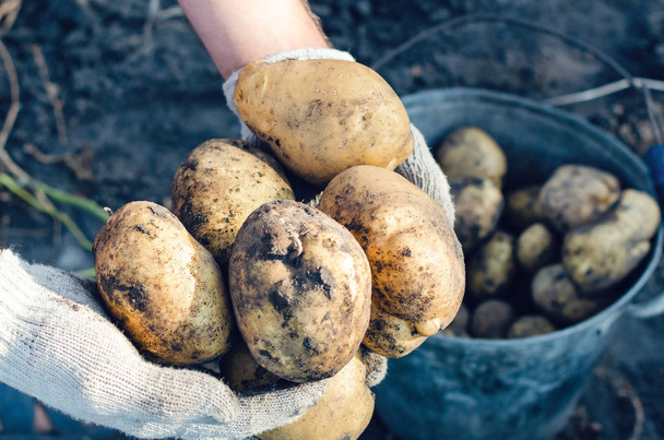 A farmer in gloves holds potato tubers in the garden - Zdjęcie, obraz