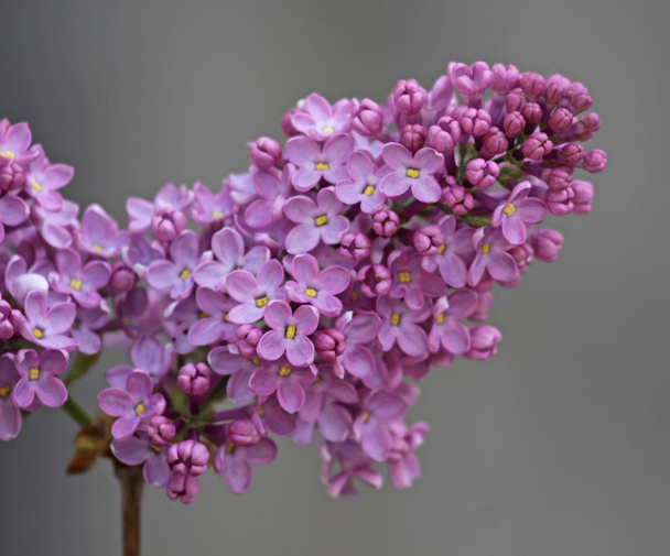 Пурпурные сиреневые цветы
 - Фото, изображение