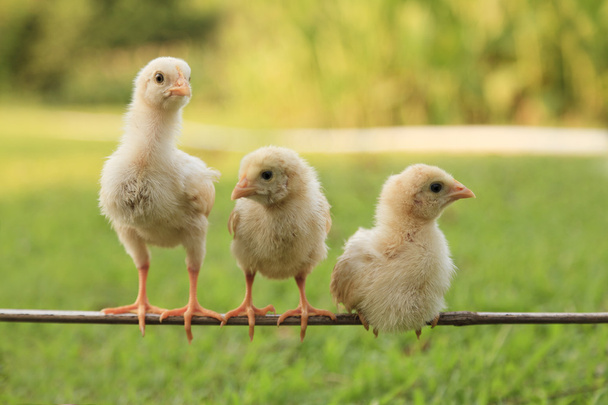 Group of small chicks - Photo, Image