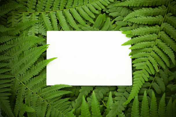 Green polypody fern. Midsummer day background with free space - Foto, Imagem