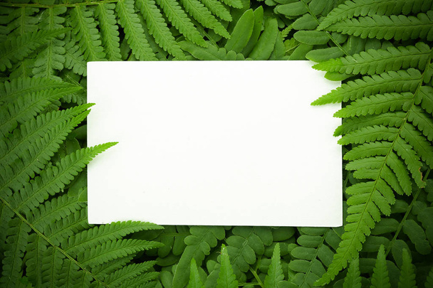 Green polypody fern. Midsummer day background with free space - 写真・画像