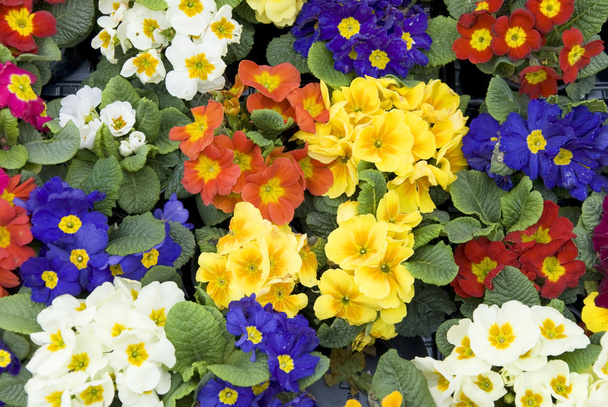 Primrose flowers - Photo, Image