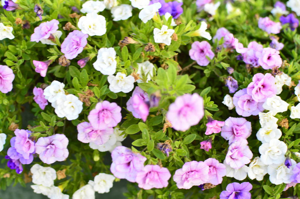 Fleur de pétunia saturée de couleurs vives dans le jardin
 - Photo, image