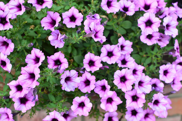 helle farbsättigte Petunienblüte im Garten - Foto, Bild