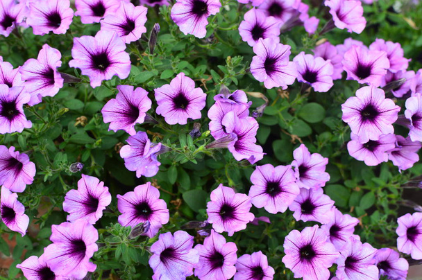Fleur de pétunia saturée de couleurs vives dans le jardin
 - Photo, image