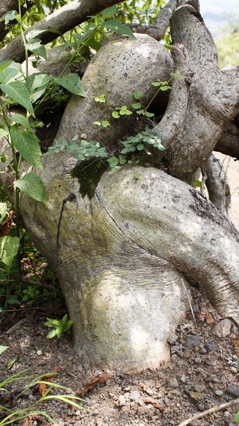arbre sous forme humaine de femme
 - Photo, image