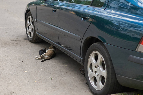 Gato sin hogar con gatitos debajo del coche en el estacionamiento
 - Foto, Imagen