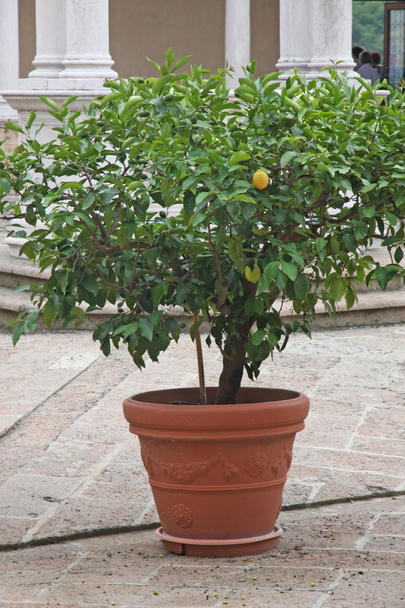 Manastır ortasında olgun limon sarısı ile bitki - Fotoğraf, Görsel