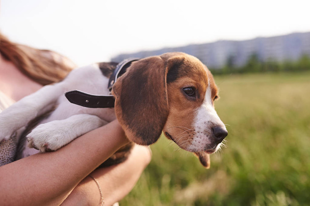 Beagle puppy on his hands - 写真・画像