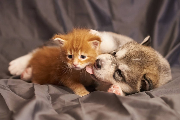Malamute Puppy, a Little Orange Kitten Maine Coon, cute leżącego na szarym tle - Zdjęcie, obraz