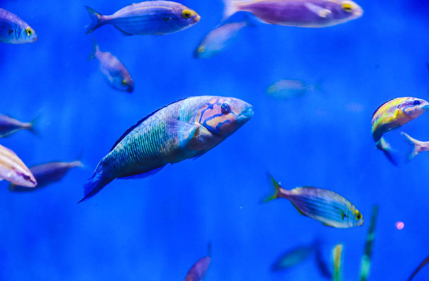 Tropische vissen van blauwe tinten - Foto, afbeelding