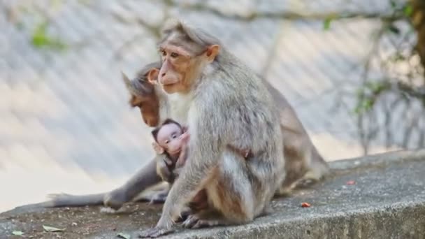 detailní up dvě opice s mládětem sedět na kameni hrát proti světle zeleném pozadí v indickém tropickém parku - Záběry, video