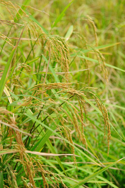 Riz en paddy
 - Photo, image