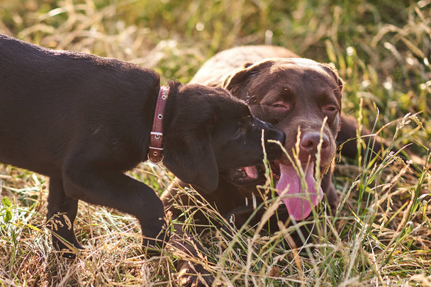 Carino cucciolo Labrador annusa il volto di un adulto Labrador
 - Foto, immagini