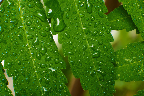 Green leaves in drops, macro high quality - Photo, Image