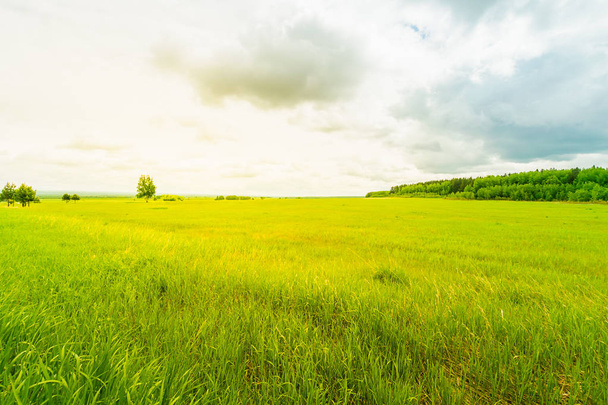 Groen gras in de weide en helder blauwe hemel. Zomer landschap. Horizontaal frame. Natuurlijke achtergrond - Foto, afbeelding