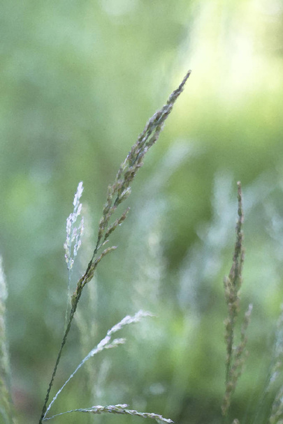 Prairie Grasses М'які зелені тони для фону
 - Фото, зображення