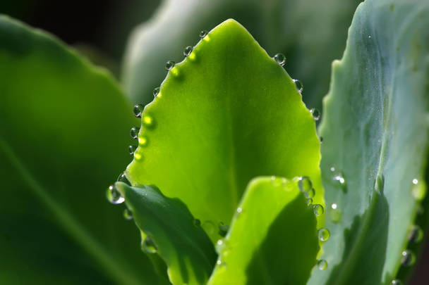 water drop in the green leaf - 写真・画像