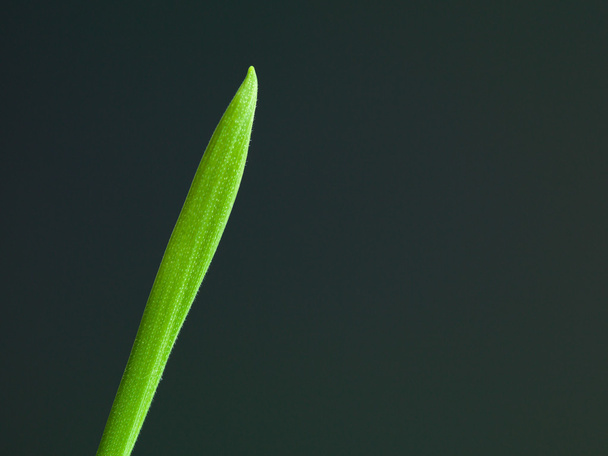Один клубок зеленой травы
 - Фото, изображение