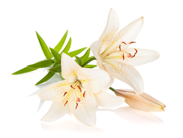 dvě květiny bílé lilie - Fotografie, Obrázek