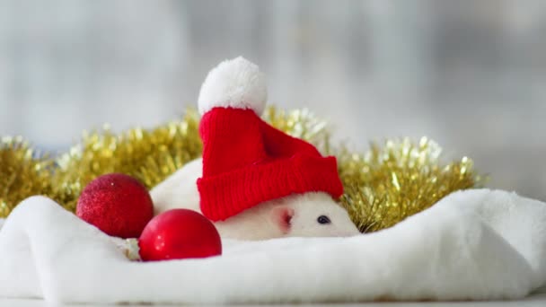 Witte huisdier rat met kerst speelgoed - Video