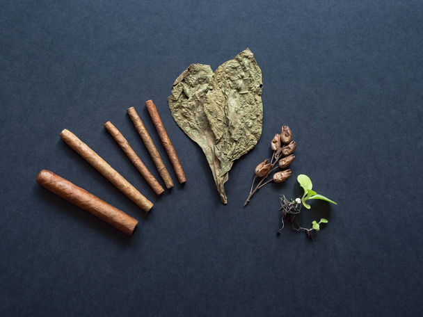 Różne etapy produkcji cygar. Gotowe cygara, liść tytoniu, kiełki tytoniu i nasiona są ułożone na czarnym stole - Zdjęcie, obraz