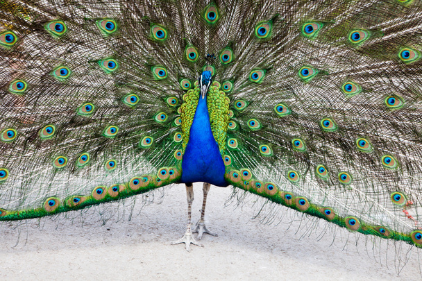 Крупным планом павлин показывает свои красивые перья - Фото, изображение
