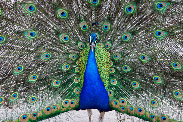Крупным планом павлин показывает свои красивые перья - Фото, изображение