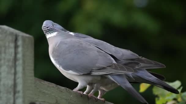 Tauben paaren sich - Filmmaterial, Video