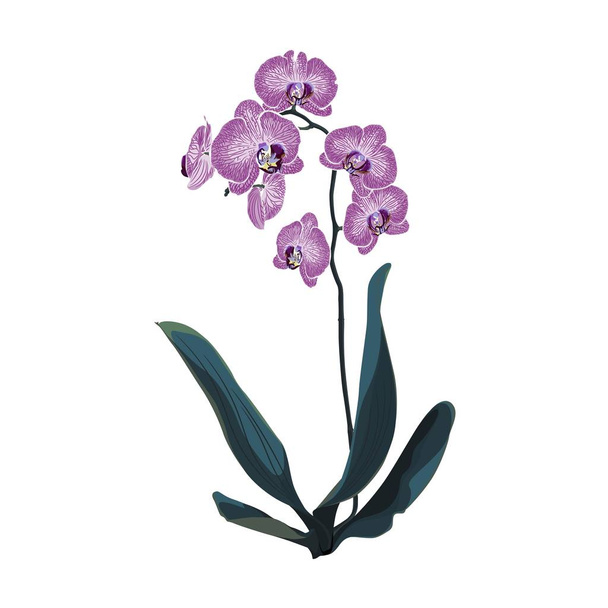 Orchidní tropické květiny v akvarel, izolované na bílém pozadí. - Vektor, obrázek