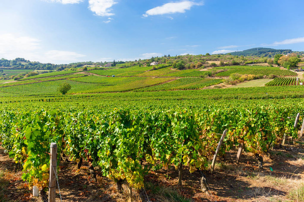 La Roche de Solutre com vinhas, Borgonha, França
 - Foto, Imagem
