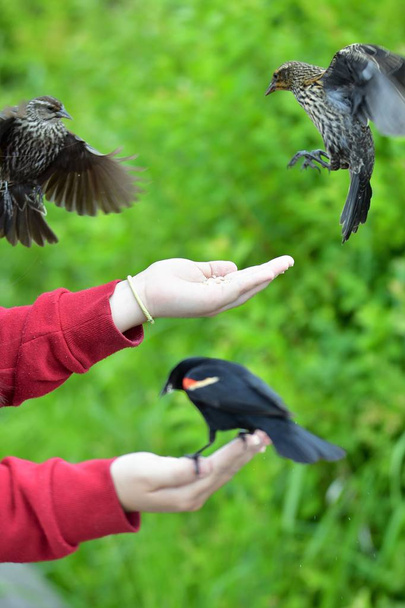 A closeup of Red-winged blackbird feeding from a hand.Burnaby lake BC Canada - Photo, Image