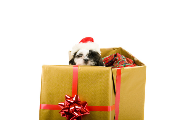 Santa cachorro regalo de Navidad
 - Foto, imagen