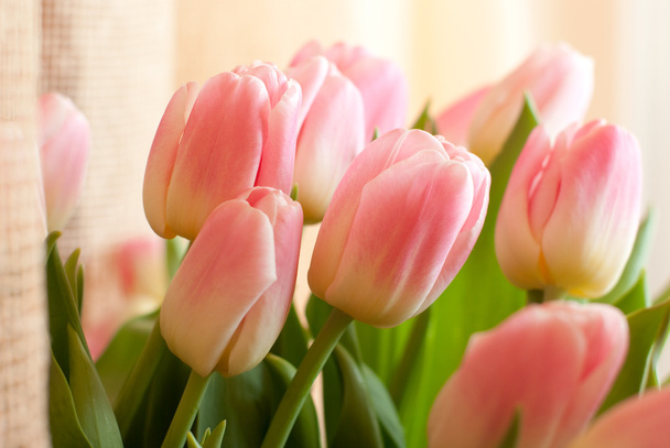 rosa Tulpen - Foto, Bild