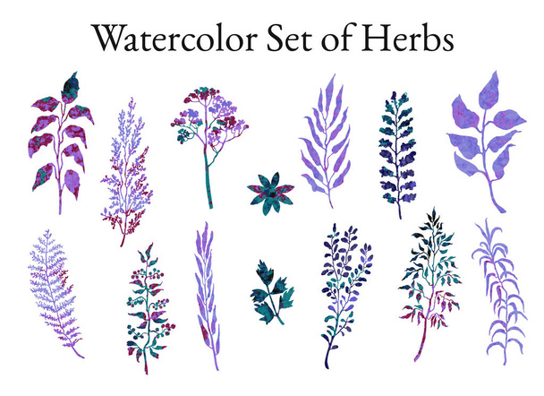 Conjunto de ilustrações de plantas, plantas e esboços de flores
 - Vetor, Imagem
