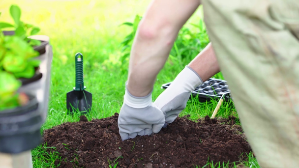 częściowy widok ogrodnika w rękawiczkach ciągnięcie tabliczki znamionowej z ziemi i rozluźnić glebę z rękami - Materiał filmowy, wideo