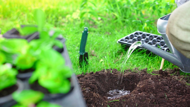 частичный вид садовника в банке для полива перчаток и наливание воды в яму в почве
 - Кадры, видео
