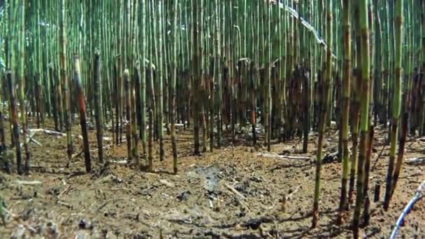 horsetail, equisetum, in the bog underwater, equisetum, horsetail, underwater, bog, pet, Gran Paradiso National Park, Cogne, Valnontey, Valle d'Aosta, Italy, no people, - Footage, Video