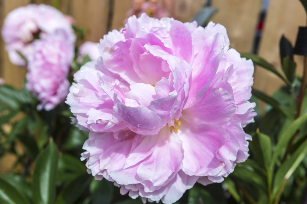 großer Kopf voll geöffneter rosafarbener Pfingstrosenblume in einem Garten. - Foto, Bild