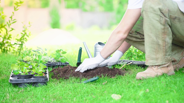 partial view of gardener in gloves planting sprout in ground in garden - Кадри, відео