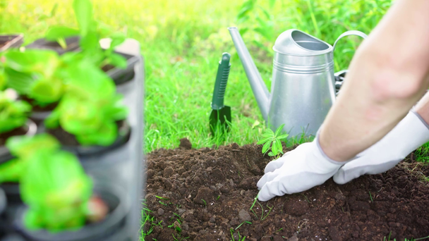częściowy widok ogrodnika w rękawicach sadzenia kiełka w ziemi w ogrodzie - Materiał filmowy, wideo